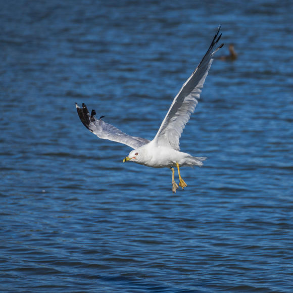 Birdwatching Adventures: Destinations That Offer the Best Spottings