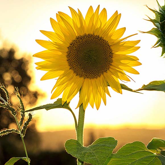 5 Summer essentials to survive the May heat